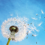 Investment in funds focusing on Life Settlements will rise over the next five years